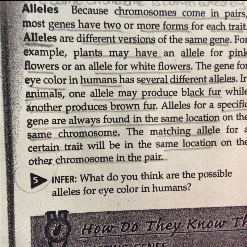 What do you think are the possible alleles for eye color in humans?-example-1