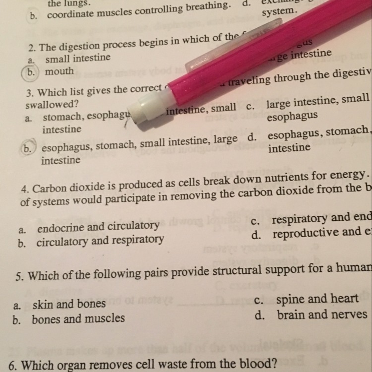 Which of the following pairs provide structural support for a human?# 5-example-1