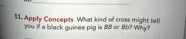 What kind of cross might tell you if a guinea pig is BB or Bb? Why?-example-1