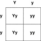 Suppose you crossed a heterozygous yellow pea plant (Yy) with a homozygous green pea-example-1