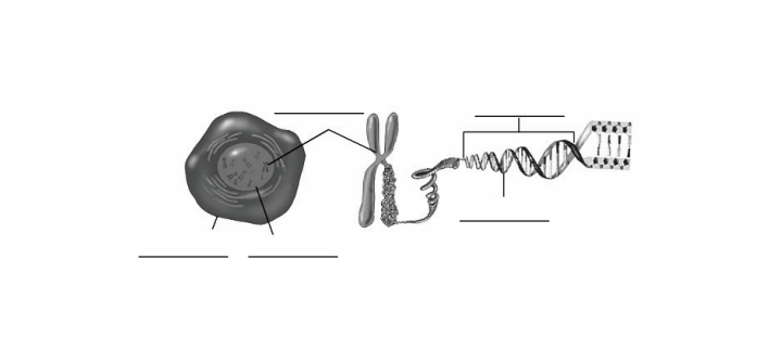 Fill in this diagram with these terms: cell, chromosome, DNA, gene, nucleus. Circle-example-1