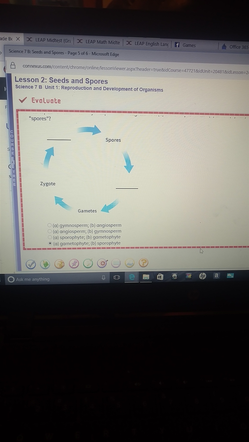 Which pair of terms correctly completes the diagram with (a) before spores and (B-example-1