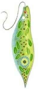 PLZZZ HELP! The protist seen here is called euglena. It is both animal-like and plant-example-1