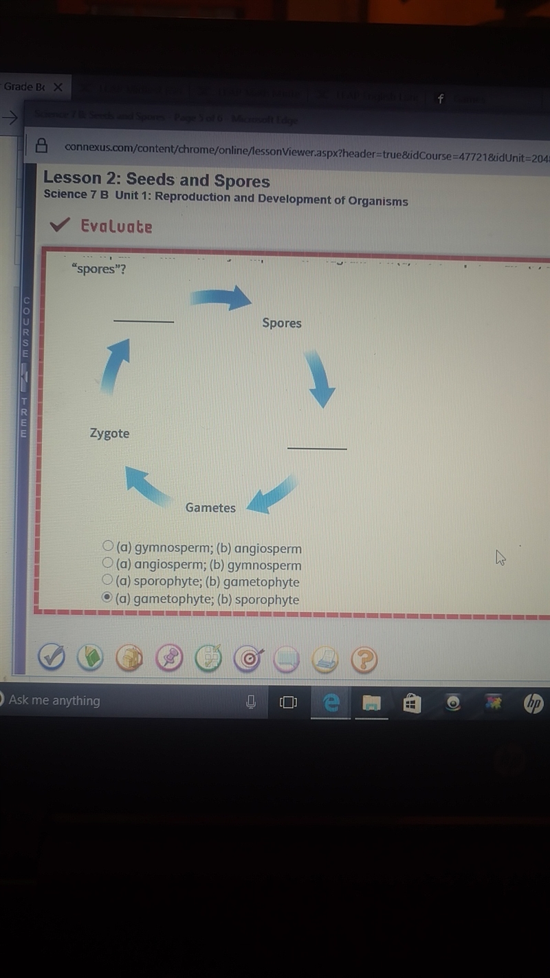 Which pair of terms correctly completes the diagram with (a) before spores and (B-example-1