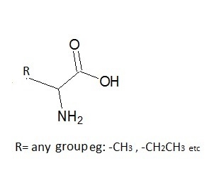 In examining several amino acids, you want to identify the feature or features that-example-1