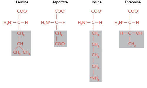 Use the following structures of amino acids to answer the questions below. Note that-example-1