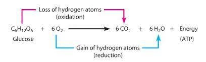 Which arrow shows co2 released as a product of cellular respiration?-example-1