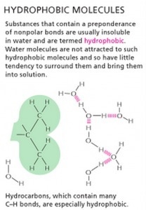 What is the hydrophobic effect? what types of atoms are most likely to be found in-example-1