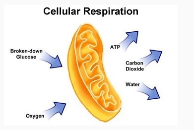 Which organelle this illustration represent? Golgi Apparatus Mitochondria Vacuoles-example-1