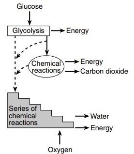 The diagram illustrates the steps in a process that occurs in the cells of many organisms-example-1