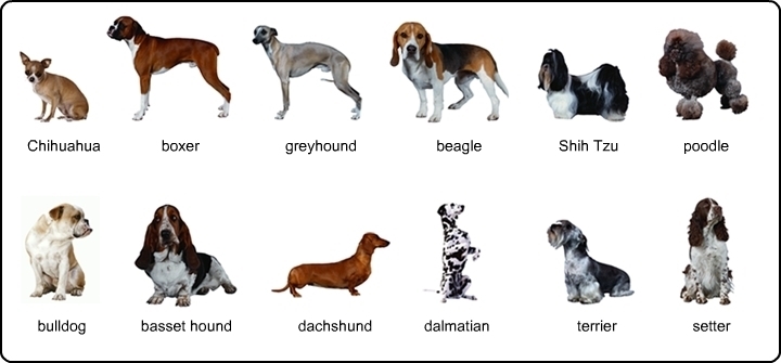 What are some ways you can divide these dogs into groups?-example-1