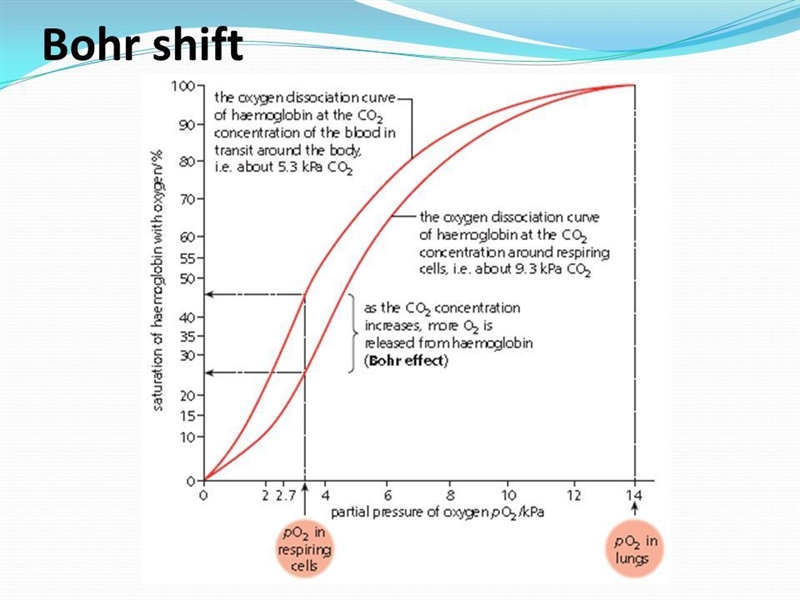 What would a Bohr diagram look like for Oxygen?-example-1