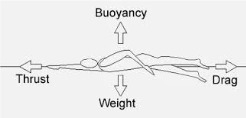 In the diagram of the swimmer, which force is greater, buoyancy or weight, and how-example-1