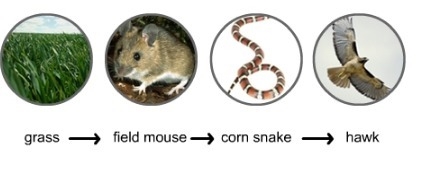 Here is a food chain in a meadow. Use this food chain to answer this question. Which-example-1