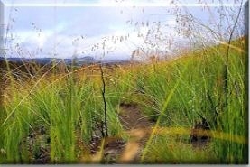 The grass in the photo above can be found in the __________ ecosystem. A. tropical-example-1