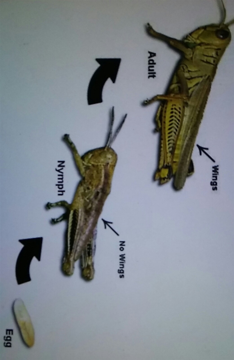 What is the grasshoppers life cycle-example-1