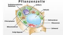 What are Plant cells and Animal cells?-example-1