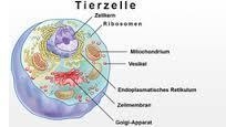 What are Plant cells and Animal cells?-example-2