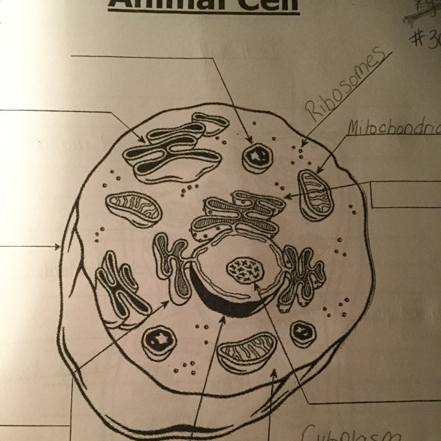 What’s the rest of the Animal Cell?? Please help!!-example-1