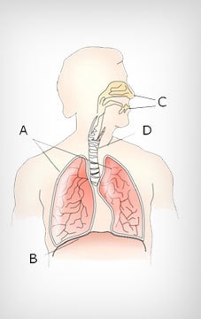 Where are the lungs in the respiratory system?-example-1