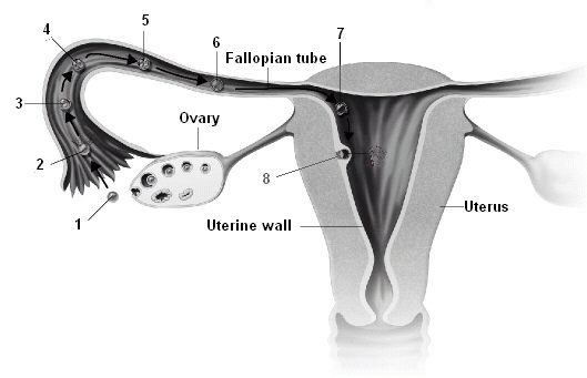 What is occurring in step 1 in the figure below? A. fertilization B. formation of-example-1