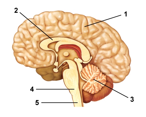 Label all the parts of the brain of the central nervous system.-example-1