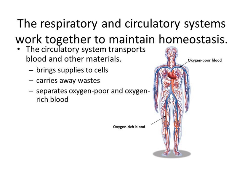 Explain how the lungs and circulatory system work together?-example-1