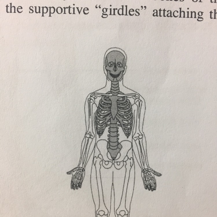 Wat is the axial on a skeleton-example-1