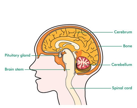 The pituitary gland is located _____. near the brain lower neck chest above kidneys-example-1