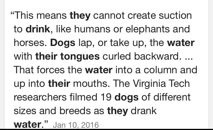 Why do dogs curl their tongue when they drink water??-example-1