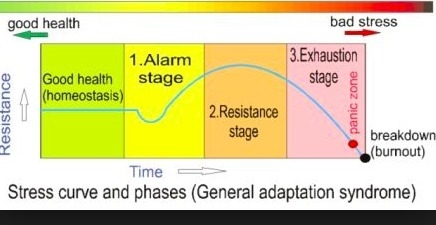 What is the second stage of the bodys response to stress?-example-1