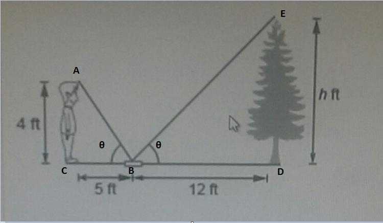 Please Help the figure shows a child estimating the height of a tree by looking at-example-1