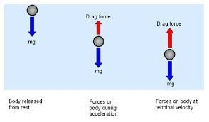 What is terminal speed? When a skydiver has reached terminal speed, what is the are-example-1