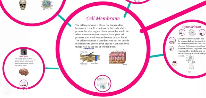 Compare an contrast a cell to a human body-example-1