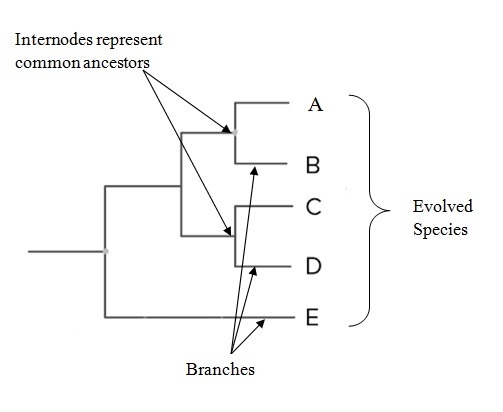 On a branching chart showing the evolution of species over time what does each branch-example-1