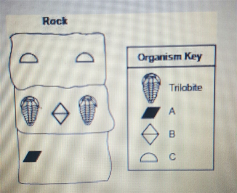 The diagram below shows the layers of a rock having a trilobite. which statement about-example-1