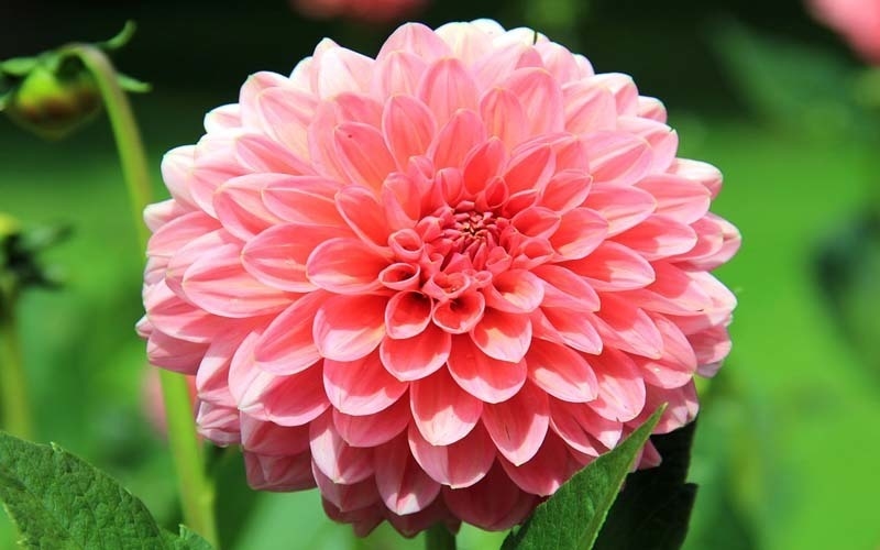 What type of flower is this if u cants see it its on my acount pic!∵-example-1