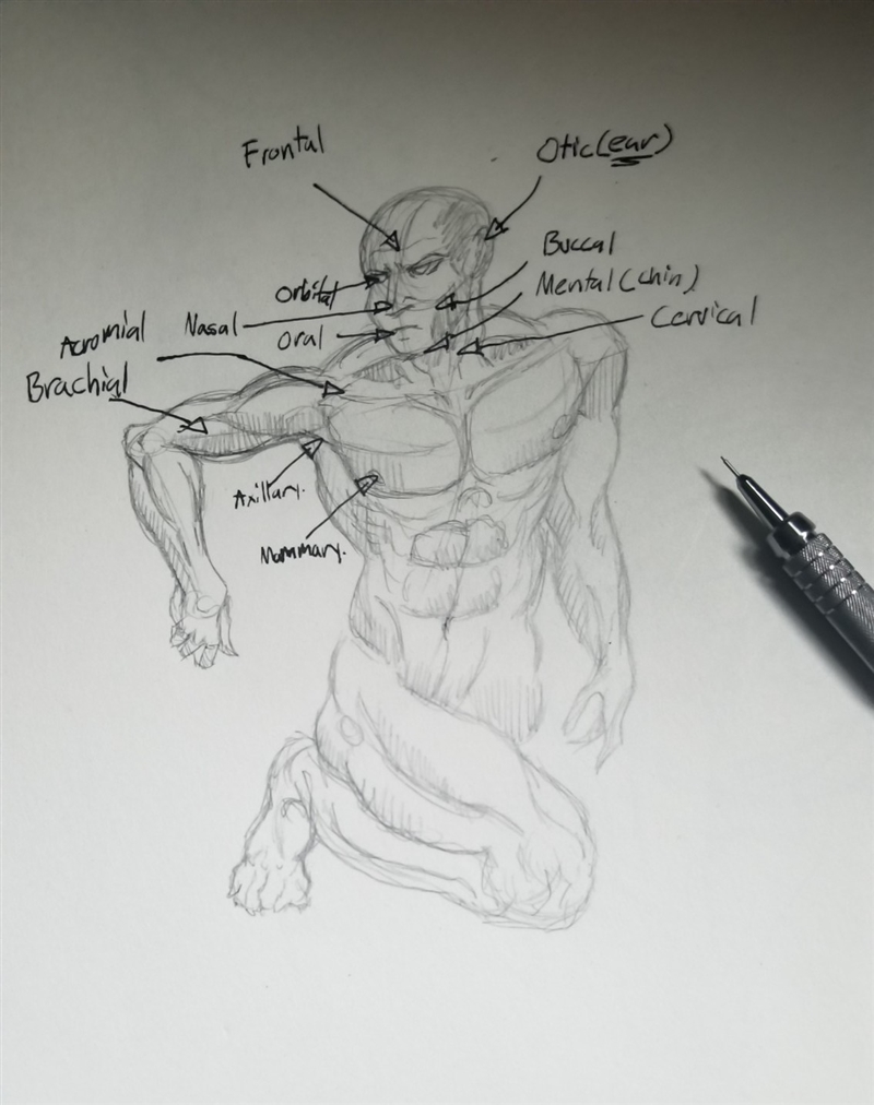 How do I improve on my anatomy memorization when it comes to Drawing?-example-1