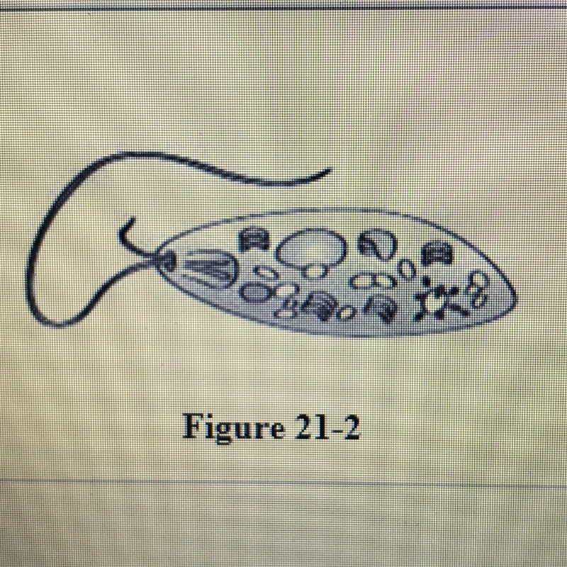 The organism shown in figure 21-2 is an example of A. A flagellate B. A ciliate C-example-1