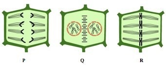 The diagrams show different stages of cell division in the somatic cells of a plant-example-1