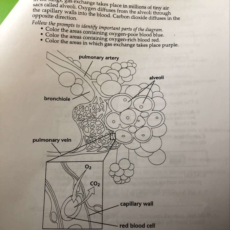 I need help on what to color!!!-example-1