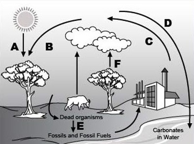 PLEASE HELP ME! Analyze the given diagram of the carbon cycle below. (PLEASE USE PHOTO-example-1