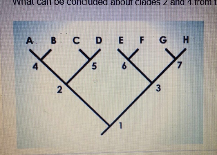 What can be concluded about Clades 2 and 4 from this cladogram? A- clade 2 was derived-example-1