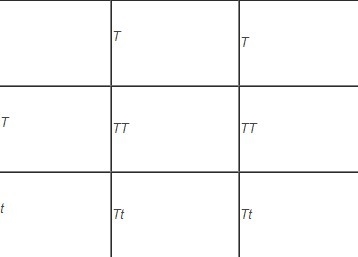 This Punnett square shows a cross between two tall pea plants. Describe the genotypes-example-1