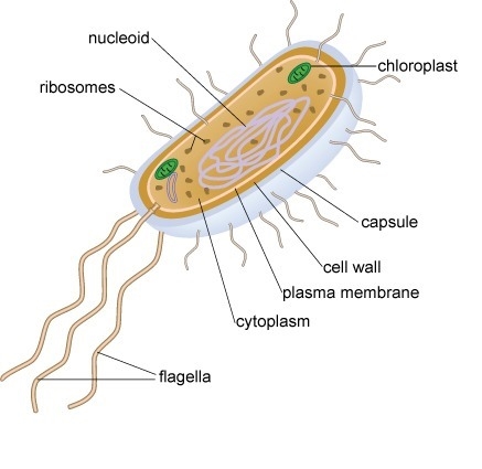 Zac drew a prokaryotic cell for his biology assignment. Study the image closely. What-example-1