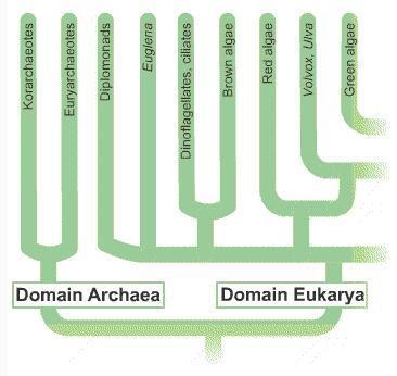 Which two organisms are most closely related? A. Euryarchaeotes and diplomonads B-example-1