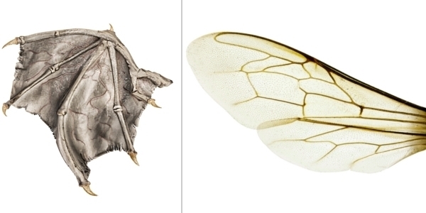 I NEED IT REALLY FAST!!!!!!!!! The images show the wings of a bat and a bee. From-example-1