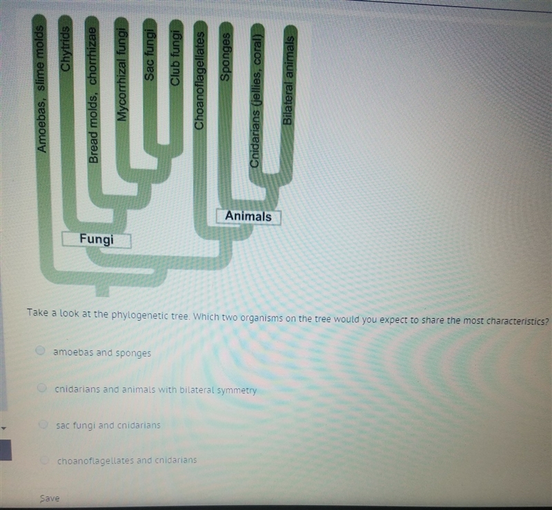 take a look at the phylogenetic tree. which two organisms on the tree would you expect-example-1