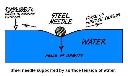 Which property of water allows some lightweight insects to walk on top of a pond and-example-2