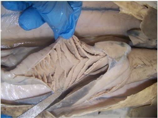 How is the inside surface area maximized in each animal dogfish shark?-example-1